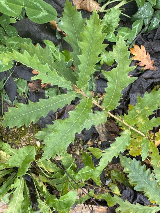Chestnut leaved oak (Quercus castaneifolia)