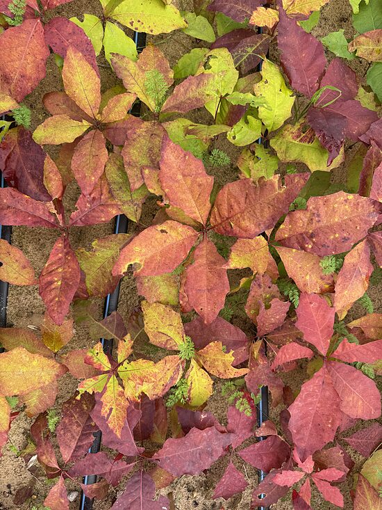 Sarkanais ozols, (Quercus rubra) 1/0