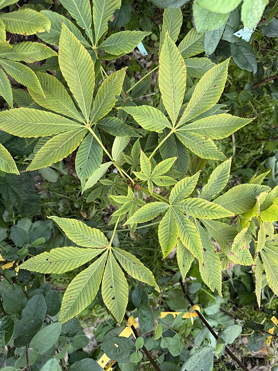 Dzeltenā zirgkastaņa Aesculus flava