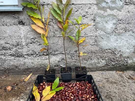 Ēdamais kastanis (Castanea sativa) L izmērs