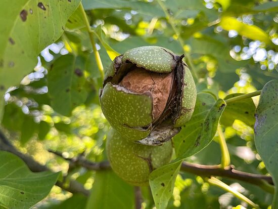 Karaliskais (grieķu) valrieksts (Juglans regia) 3/2 L 40-60 ⁕℃