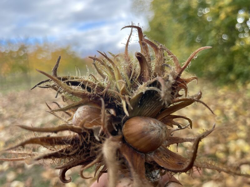Turkish haxel (Corylus colurna)