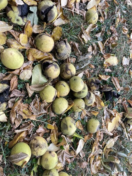 Melnais valrieksts (Juglans nigra)