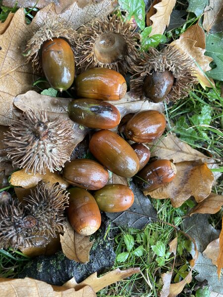 Turkey oak (Quercus cerris)