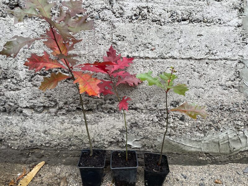Red oak (Quercus rubra)