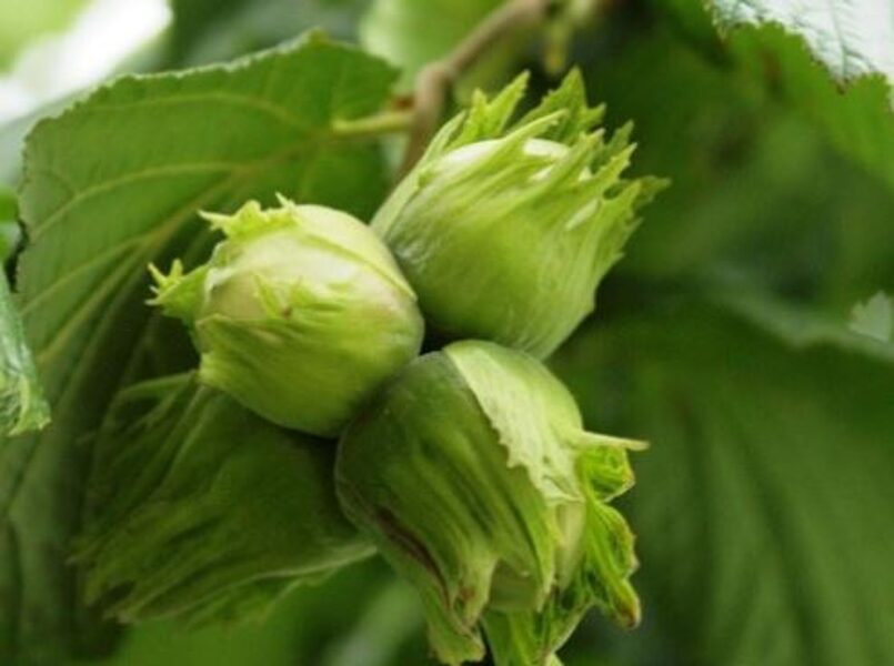 Lielaugļu lazda (Corylus avellana) lielaugļu lazdu sēklaudži 1/0