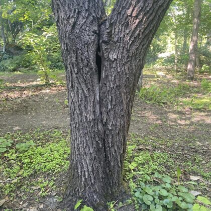Walnut tree trunk fork with cavity