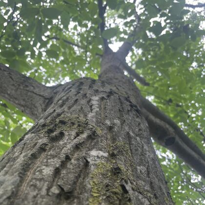 Dark trunks heat up the tree early in season
