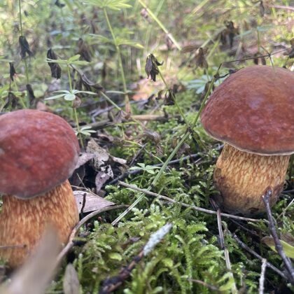 Suillellus luridus, Lurid Bolete mushroom