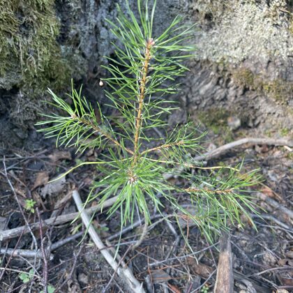 Pinus Sylvestris Scots pine