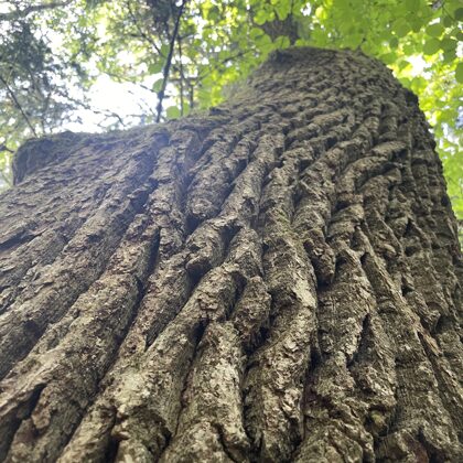 Quercus robur Penduculate oak