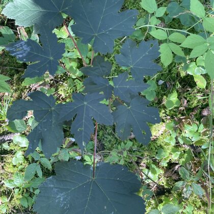 Acer pseudoplatanus Sycamore maple  rubra