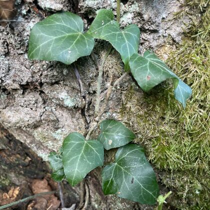 Hedera helix L. var. baltica Baltic ivy