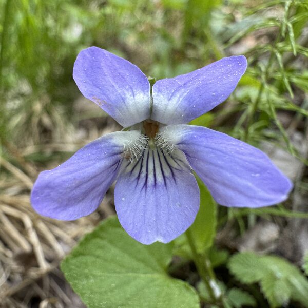 Viola canina V. ericetorum heath Dog-violet