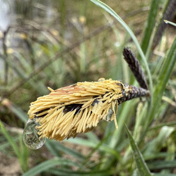 Carex flaca (glauca) Glaucos sedge