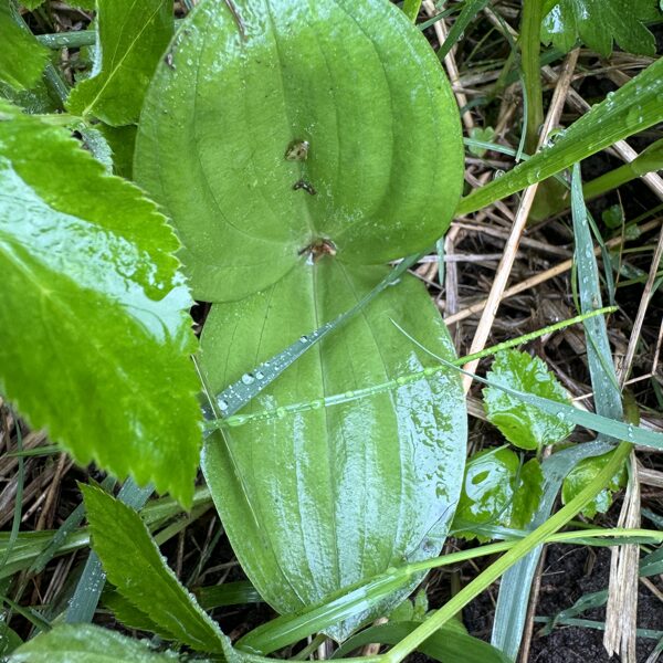Listera ovata Neottia ovata common Twayblade