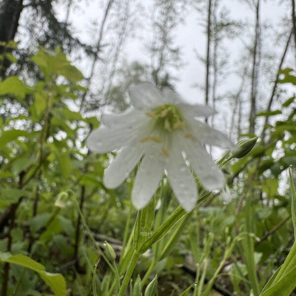 Stellaria holostea  greater Stitchwort