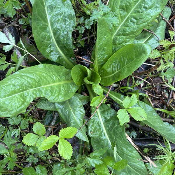 Succisa pratensis devil’s-bit Scabious
