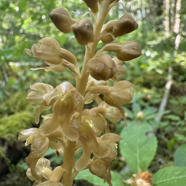Neottia nidus-avis Birds nest orchid