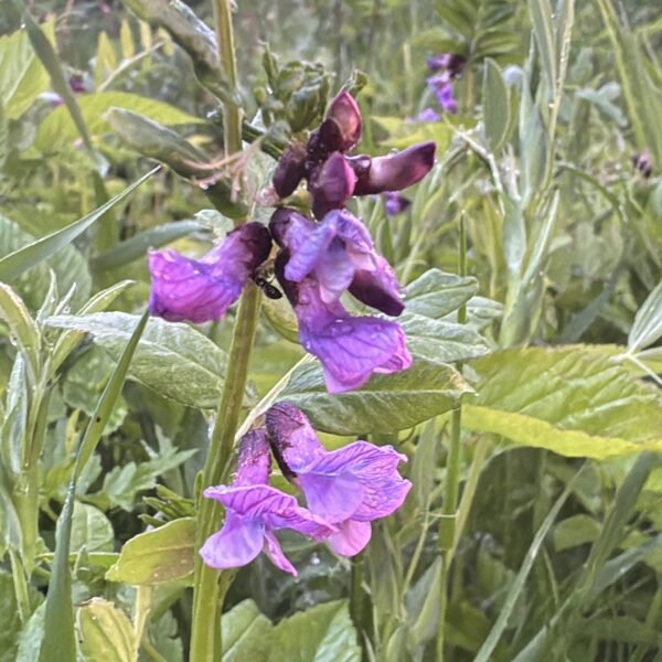Vicia sepium bush vetch