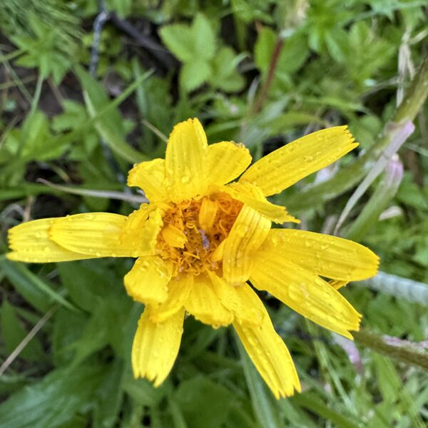 Scorzonera humilis Vipers grass