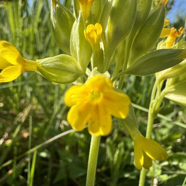 Primula veris  Cowslip