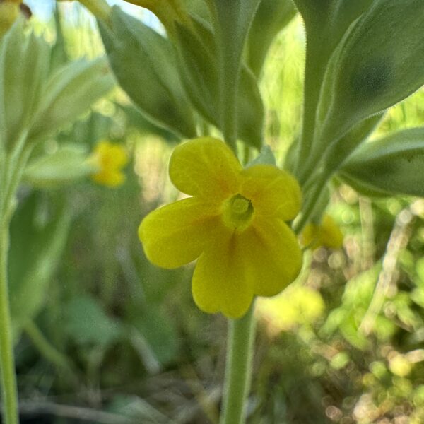 Primula veris  Cowslip