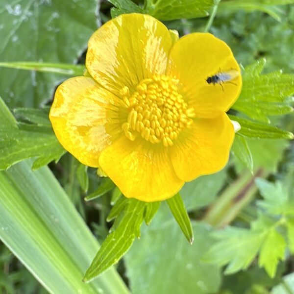 Ranunculus repens creeping buttercup