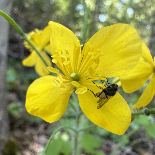 Chelidonium majus  greater celandine