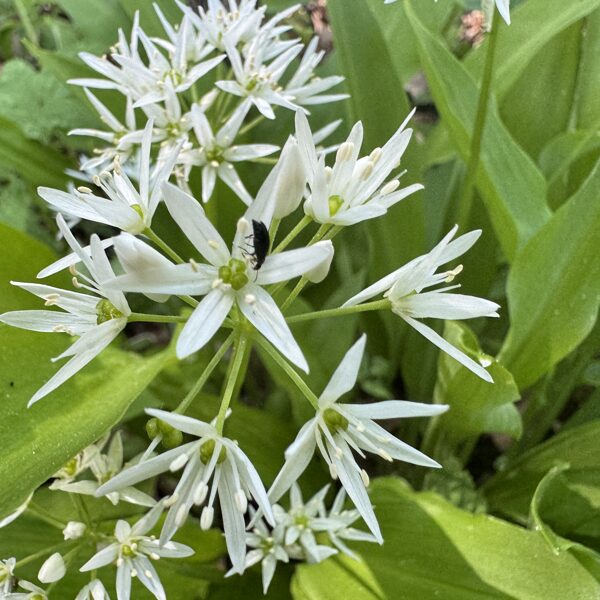 Allium ursinum ramson