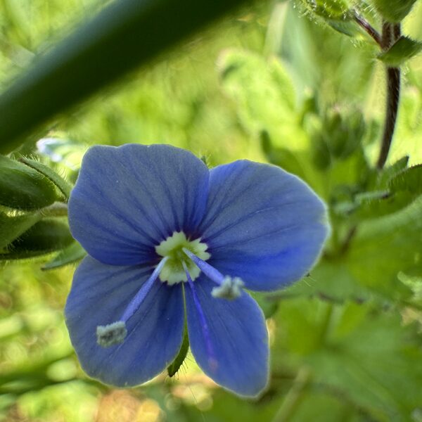 Veronica chamaedrys germander Speedwell