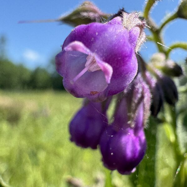 Symphytum officinale common Comfrey