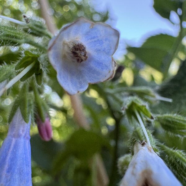 Symphytum asperum rough Comfrey
