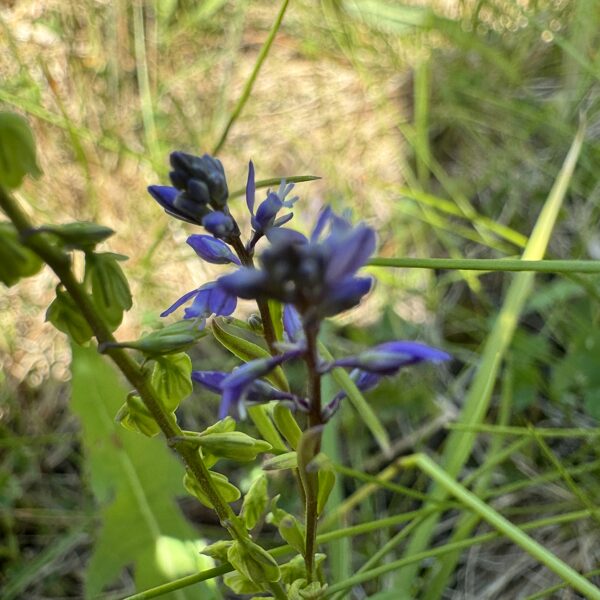 Polygala amarella dwarf Milkwort