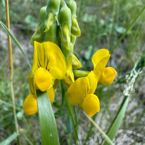 Lathyrus pratensis meadow Vetchling