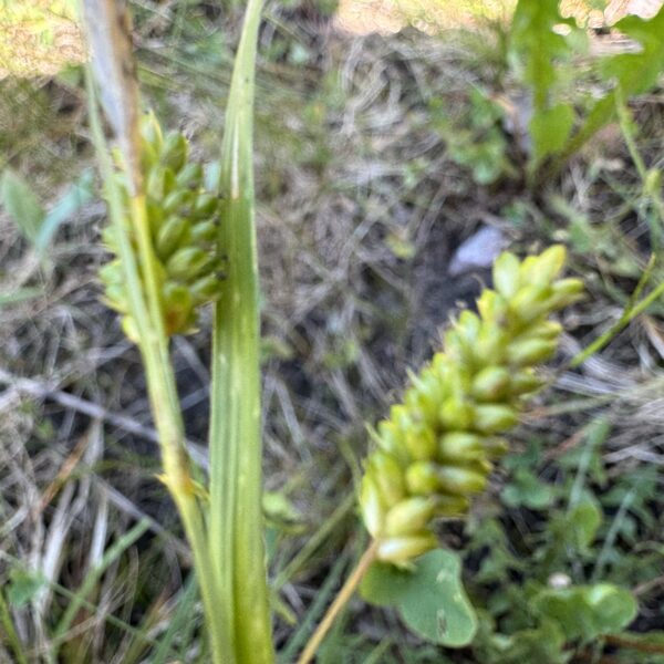 Carex pallescens pale sedge