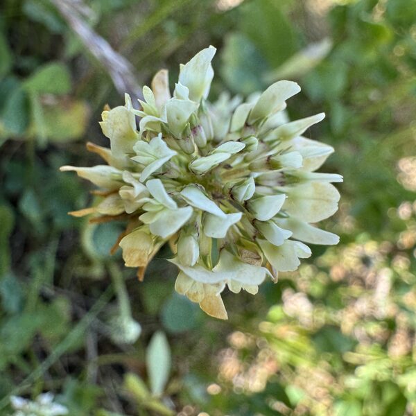 Trifolium repens white clover