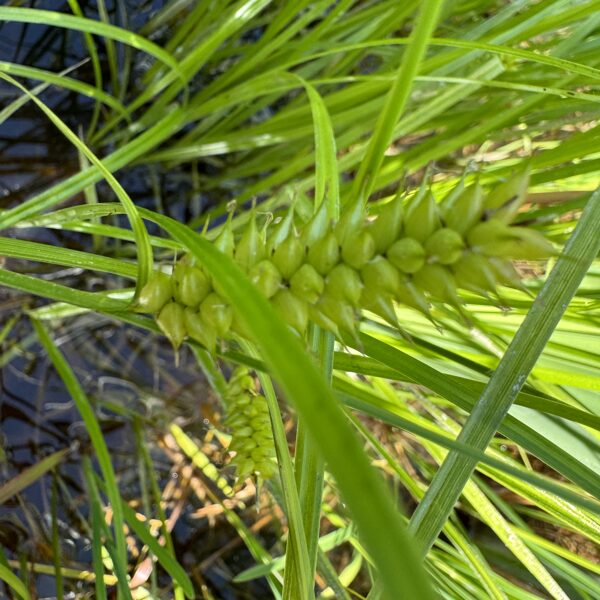 Carex pseudocyperus cyperus Sedge