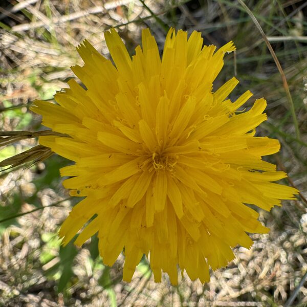 Leontodon hispidus rough Hawkbit