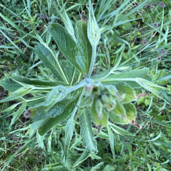Lysimachia vulgaris yellow Loosestrife