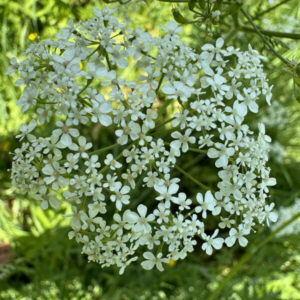 Anthriscus sylvestris cow parsley
