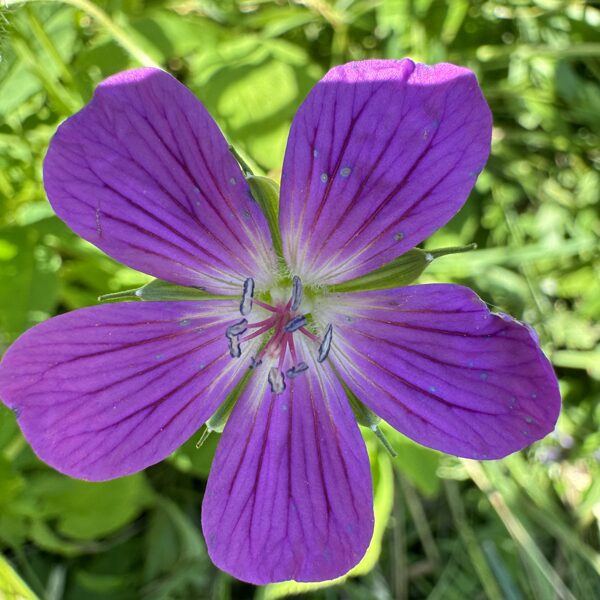Geranium palustre Marsh cranesbill
