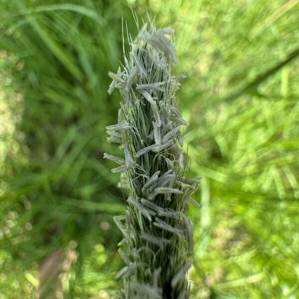 Alopecurus pratensis meadow Foxtail