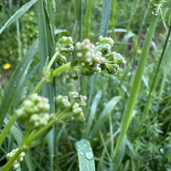 Galium boreale northern Bedstraw