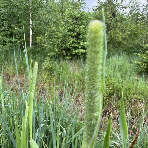 Phleum pratense Timothy