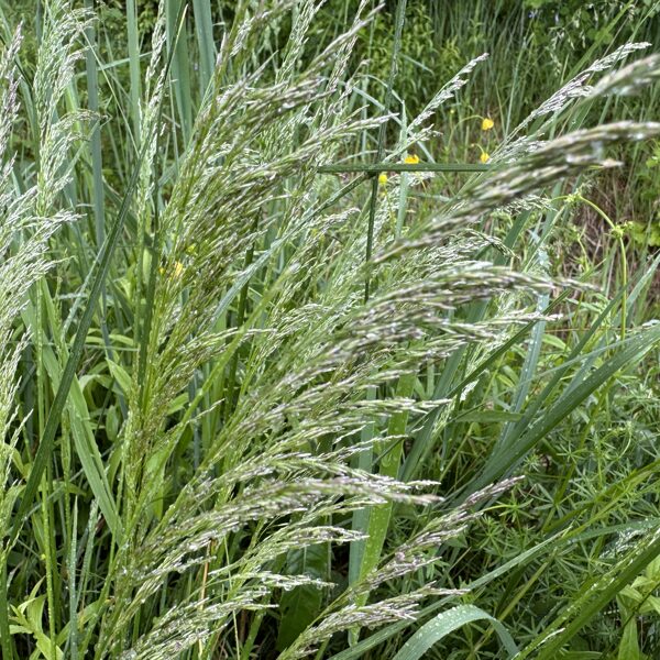 Deschampsia caespitosa  tufted Hair-grass