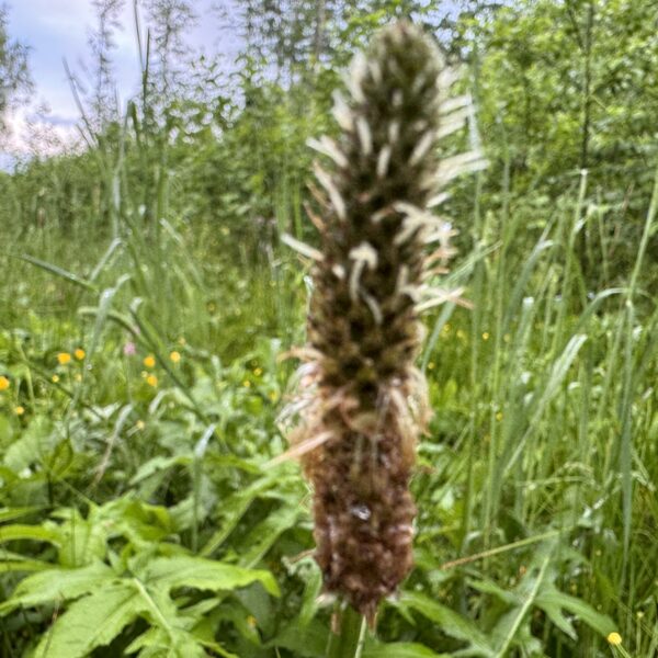 Plantago lanceolata ribwort Plantain
