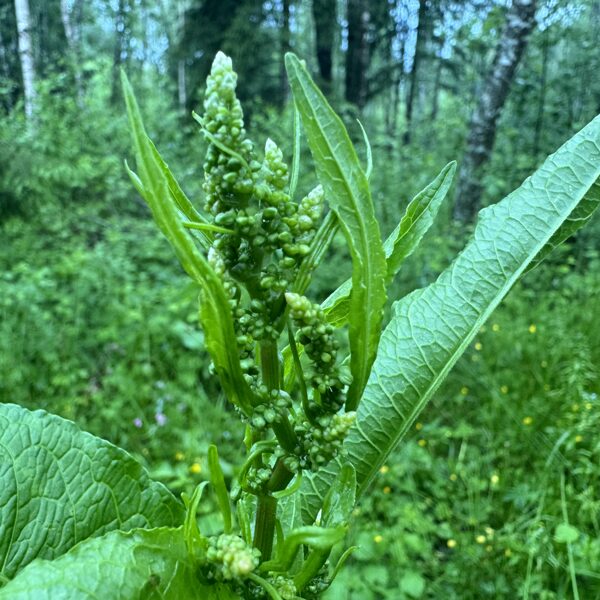 Rumex obtusifolius  broad-leaved Dock