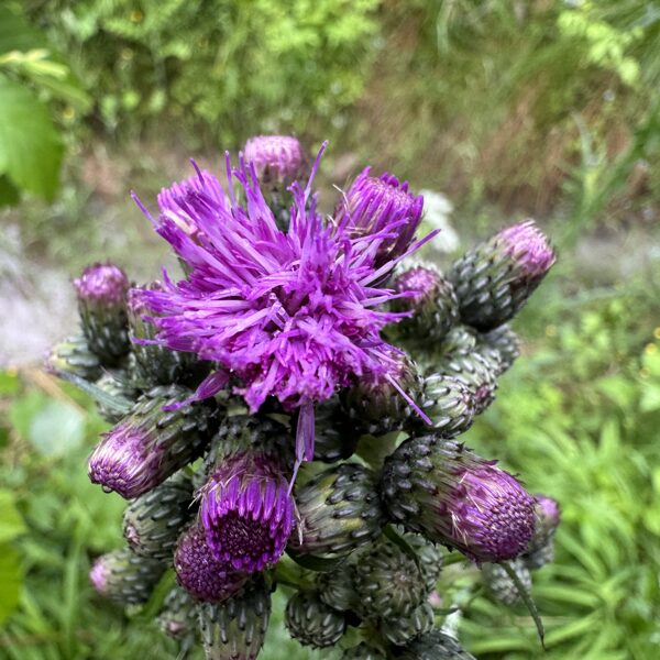 Cirsium palustre marsh Thistle