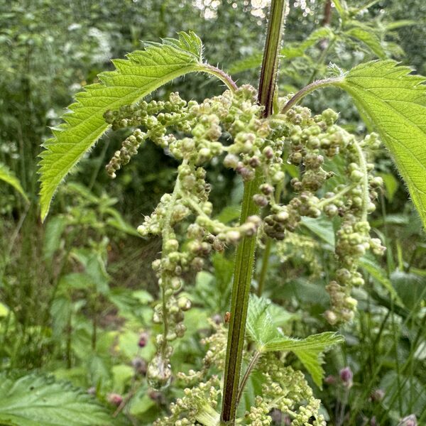 Urtica dioica common Nettle
